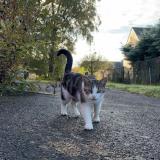 Photo de chat perdu à Plesse