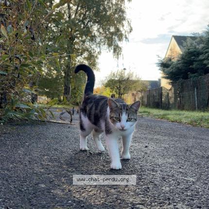 Photo 1/1 Alain J Chat perdu à Plesse