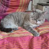 Photo de chat perdu à Marseille