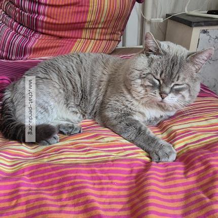 Photo 1/1 Jah Chat perdu à Marseille