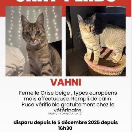 Photo 1/1 Vahni Chat perdu à Nozay