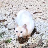 Photo de chat trouvé à Boucoiran Et Nozieres