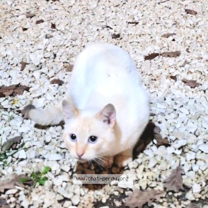 Photo 1/1 Chat trouvé Trouvé à Boucoiran et nozieres