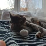 Photo de chat perdu à Bruxelles