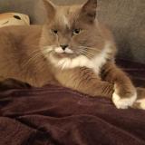 Photo de chat perdu à Luriecq