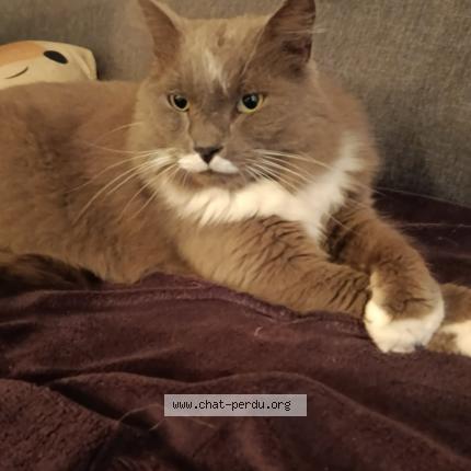 Photo 1/1 Titi Chat perdu à Luriecq