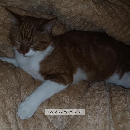 Photo 1/1 Chat retrouvé Trouvé à Toulouse