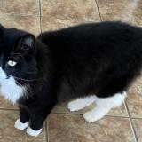 Photo de chat perdu à Laval