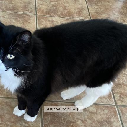 Photo 1/1 Sylvestre Chat perdu à Laval