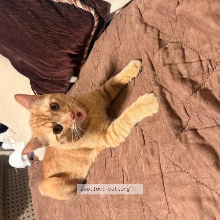 Photo 1/1 Darwin Chat perdu à Hurst