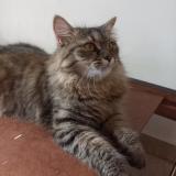 Photo de chat perdu à Islamabad