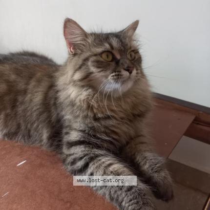 Photo 1/1 Mimi Chat perdu à Islamabad