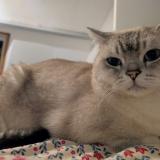 Photo de chat perdu à Lisors