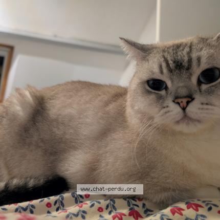 Photo 1/1 Erick Adam Chat perdu à Lisors