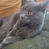 Photo de chat perdu à Dreux