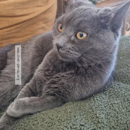 Photo 1/1 Cajou Chat perdu à Dreux