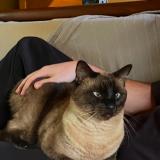 Photo de chat perdu à Montagnac La Crempse