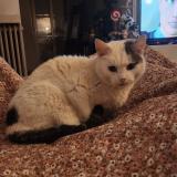 Photo de chat perdu à Rochefort