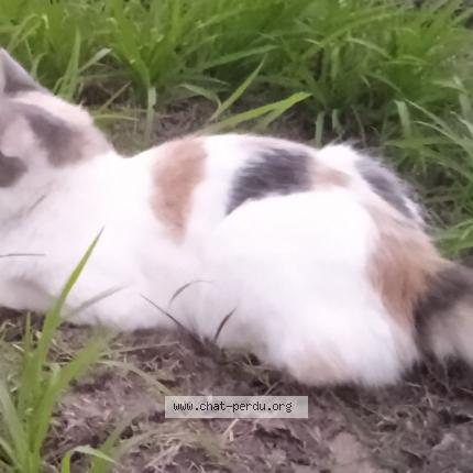 Photo 1/1 Chat retrouvé Perdu à Noumea