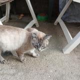 Photo de chat trouvé à St Jean Pla De Corts