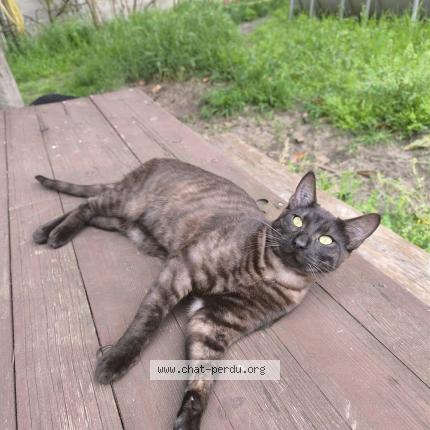 Photo 1/1 Taro Chat perdu à Aigues mortes