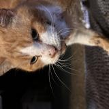 Photo de chat trouvé à Saint Pierre De Cheville