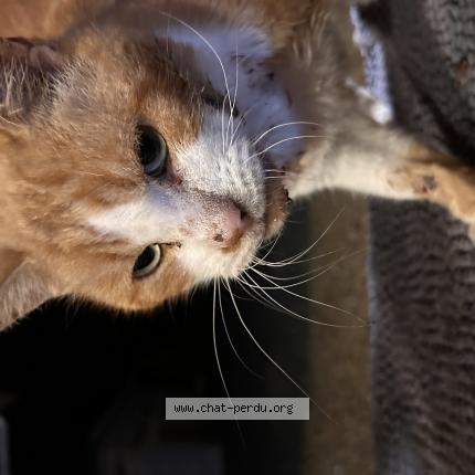 Photo 1/1 Chat trouvé Trouvé à Saint pierre de cheville