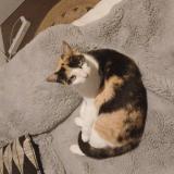 Photo de chat perdu à Anglars St Felix