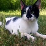 Photo de chat perdu à Orgon