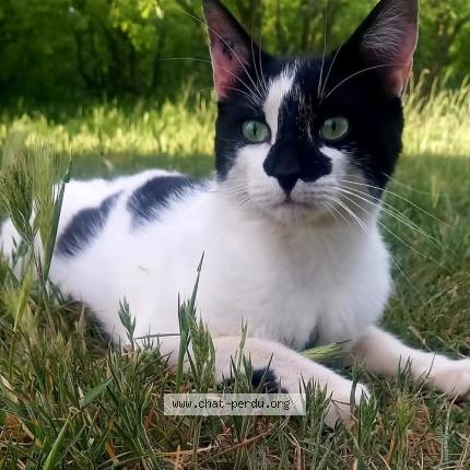 Photo 1/1 Gus Chat perdu à Orgon