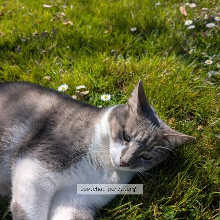 Photo de chat perdu à Ballan Mire