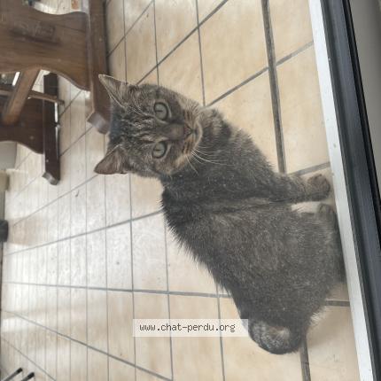 Photo 1/1 Chat trouvé Trouvé à Plouha