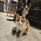 Photo de chat trouvé à Aiguillon 47190