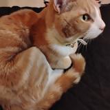 Photo de chat trouvé à Paterson