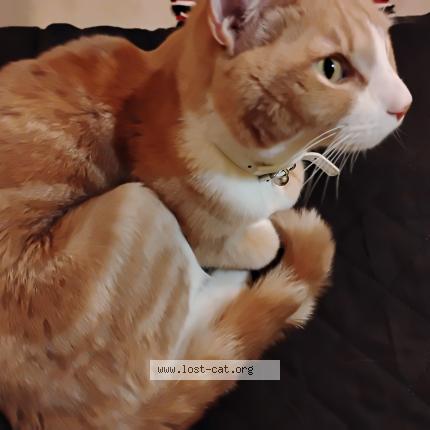 Photo 1/1 Chat trouvé Trouvé à Paterson