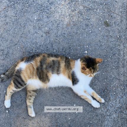 Photo 1/2 Nasa Chat perdu à Le gua