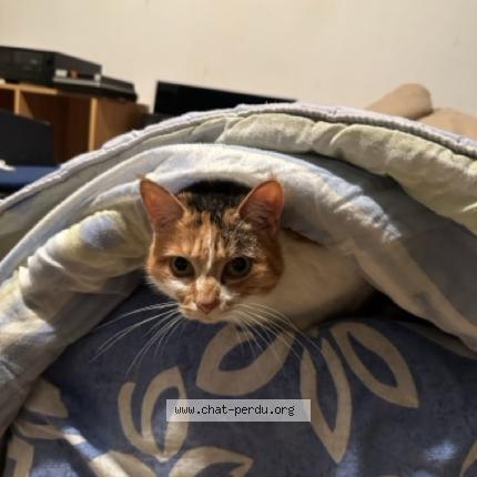 Photo 2/2 Nasa Chat perdu à Le gua