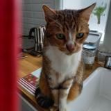 Photo de chat perdu à Clermont Ferrand