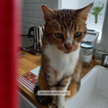 Photo 1/1 Titou Chat perdu à Clermont ferrand