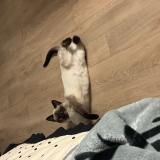 Photo de chat perdu à Pau