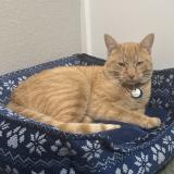 Photo de chat perdu à Fort Collins