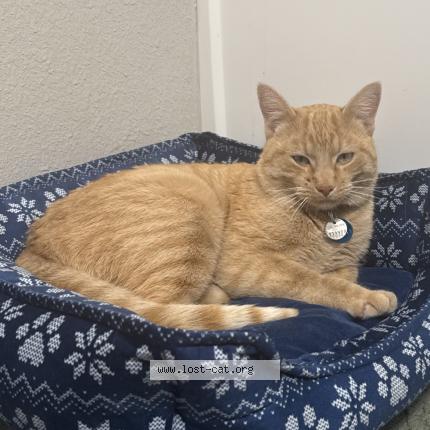 Photo 1/1 Goose Chat perdu à Fort collins