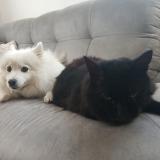 Photo de chat perdu à Montbazon