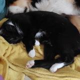 Photo de chat perdu à Villez Sous Bailleul