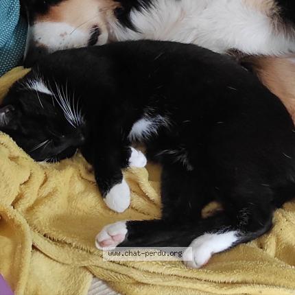 Photo 1/1 Sam Chat perdu à Villez sous bailleul