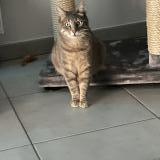 Photo de chat perdu à Toulouse