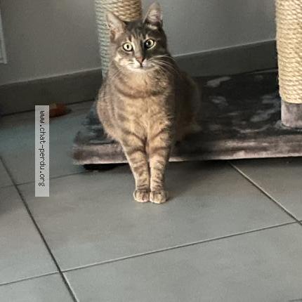 Photo 1/1 Biii Chat perdu à Toulouse