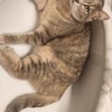 Photo de chat perdu à Mannens