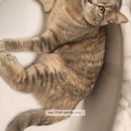 Photo 1/1 Pearl Chat perdu à Mannens