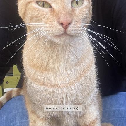 Photo 1/1 Chat retrouvé Perdu à Toulon